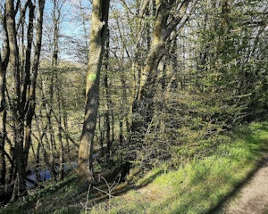 Bois de Gavrus