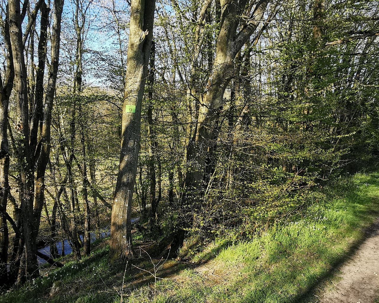 Bois de Gavrus