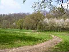 Bois de Saint-Michel