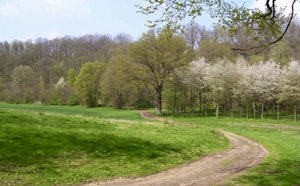 Bois de Saint-Michel