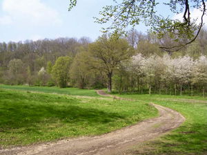 Bois de Saint-Michel