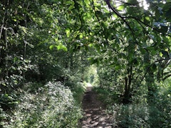 Bois de Senneville