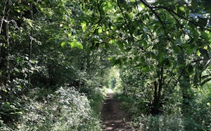 Bois de Senneville