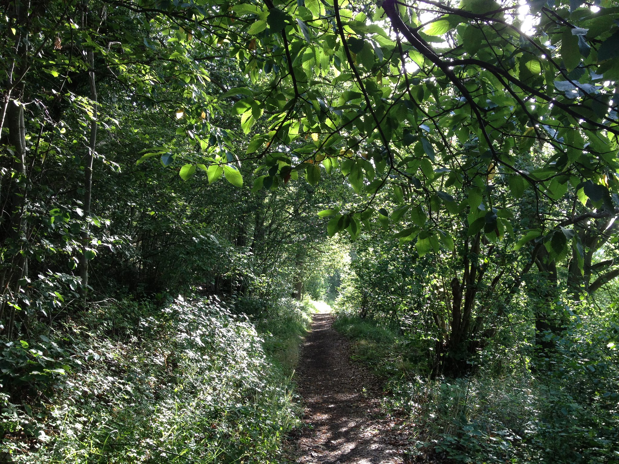 Bois de Senneville