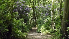 Bois du Breuil