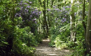 Bois du Breuil