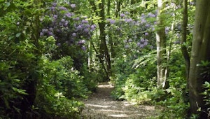 Bois du Breuil