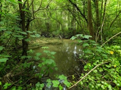 Bois du Caprice