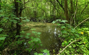 Bois du Caprice