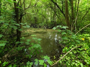 Bois du Caprice