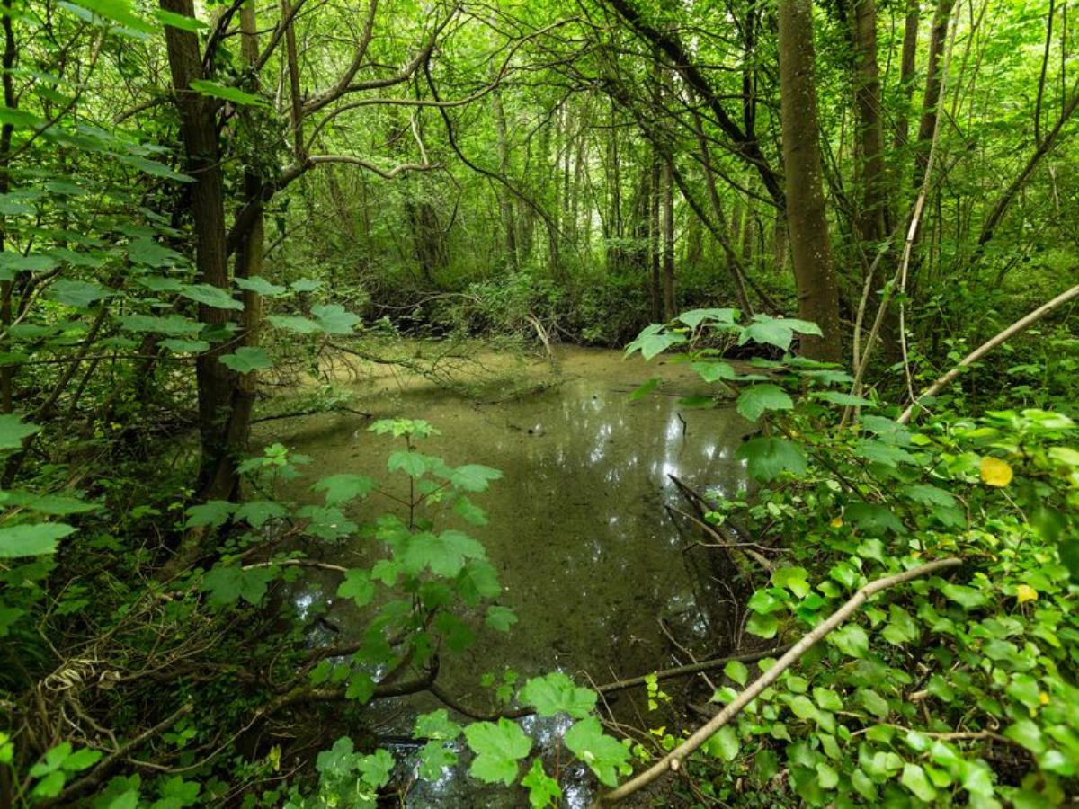 Bois du Caprice