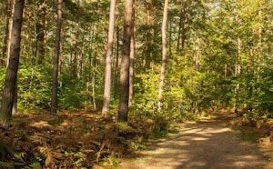 Bois du Defend