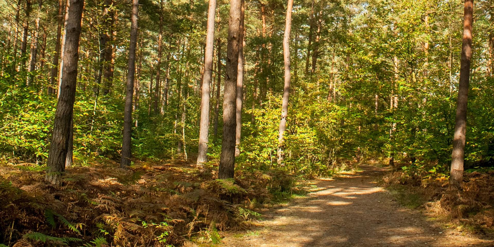 Bois du Defend