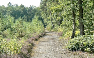 Forêt d'Évreux