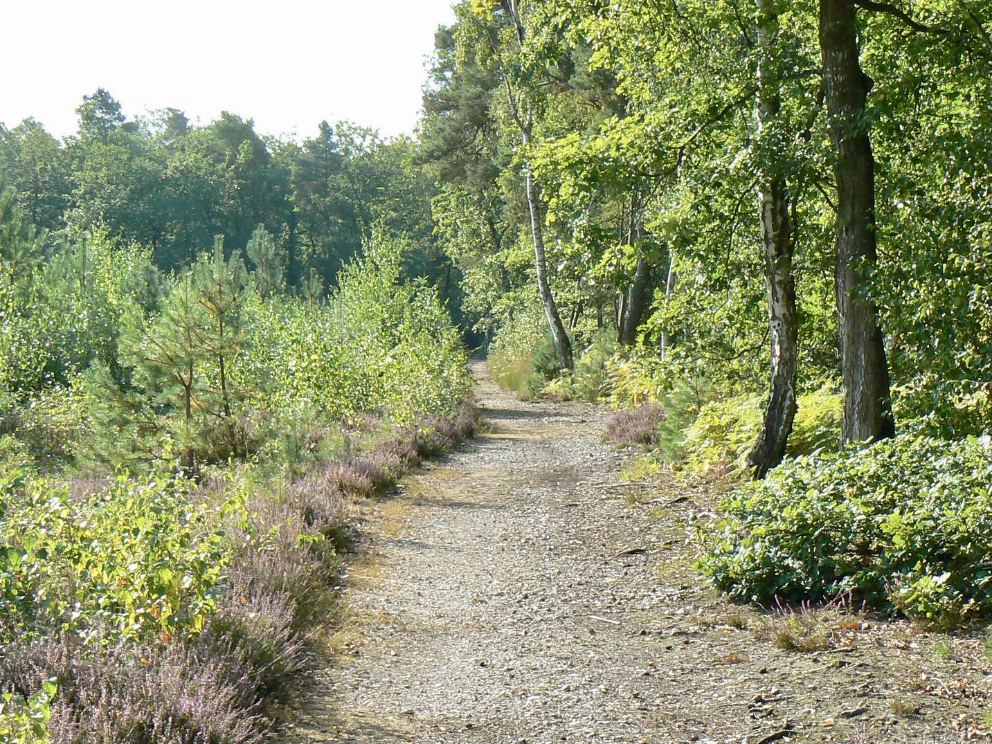 Forêt d'Évreux