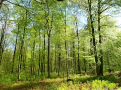 Forêt d'Eawy
