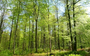 Forêt d'Eawy
