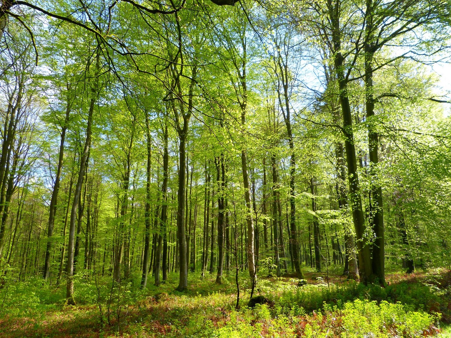 Forêt d'Eawy
