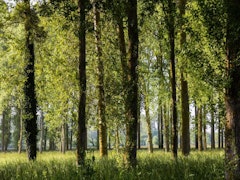 Banks of the Orne