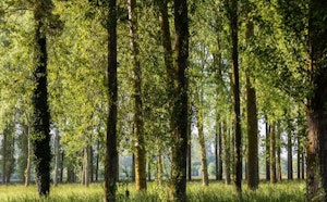 Banks of the Orne