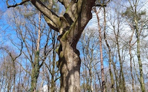 The Walk of King Arthur