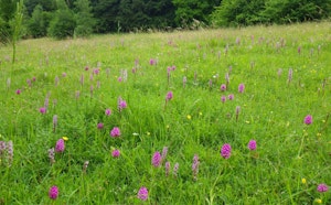 Vallée de l'Oison