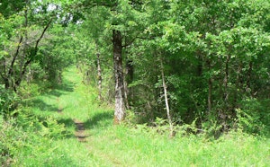 Bois Brûlé