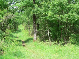 Bois Brûlé