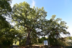Bois de Fief-Clairet