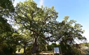 Bois de Fief-Clairet