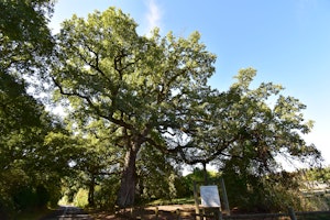 Bois de Fief-Clairet