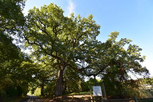 Bois de Fief-Clairet