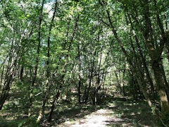 Bois de la Cope