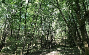 Bois de la Cope