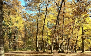 Bois de Saint-Pierre