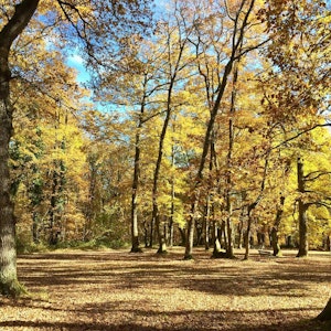 Bois de Saint-Pierre