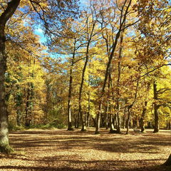 Bois de Saint-Pierre