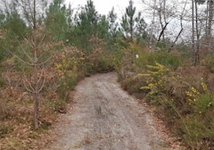 Forêt de Campet