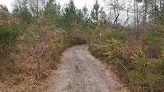 Forêt de Campet