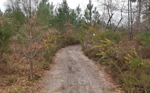 Forêt de Campet