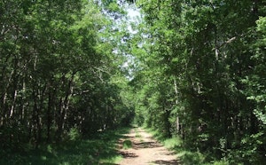 Forêt de la Braconne