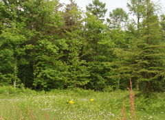 Forêt de la Guerche