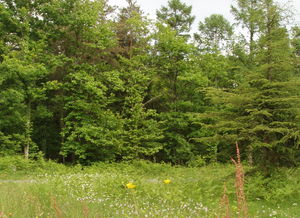 Forêt de la Guerche