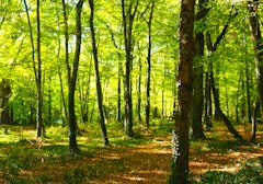 Forêt de Mas