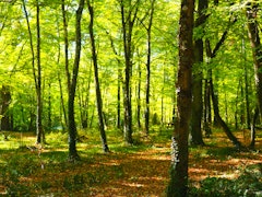 Forêt de Mas