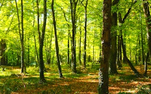 Forêt de Mas