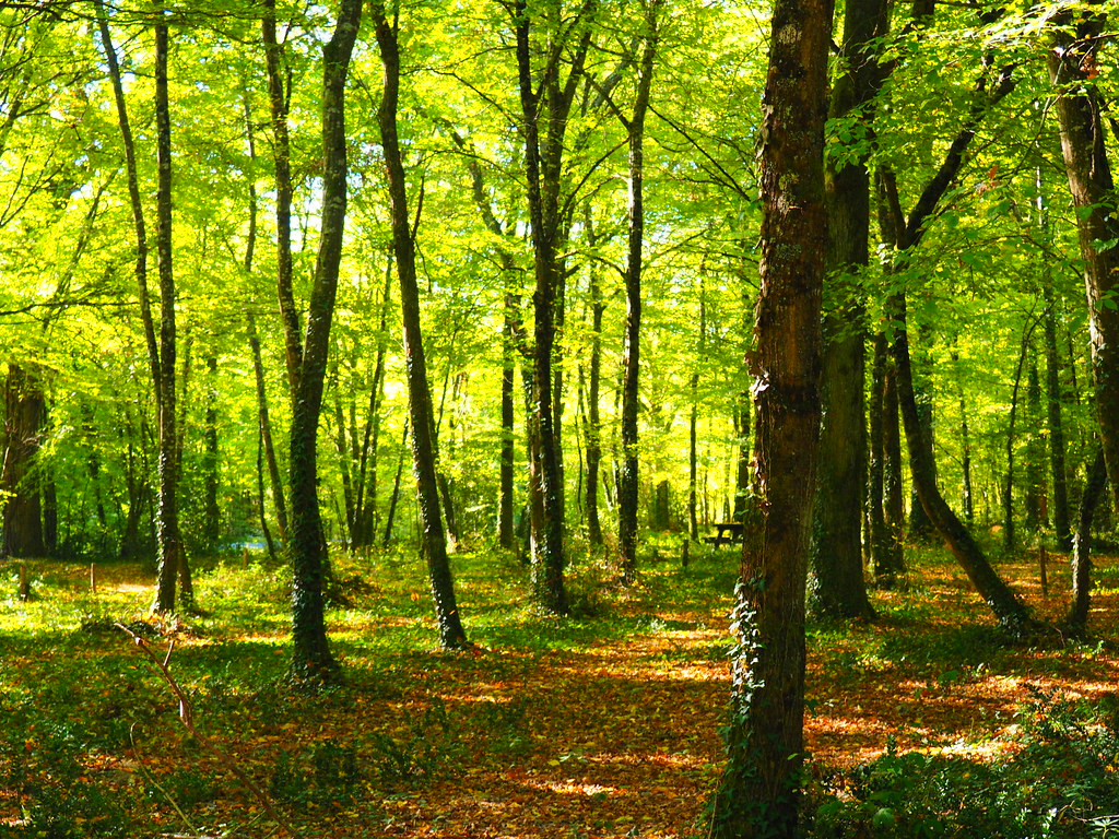 Forêt de Mas