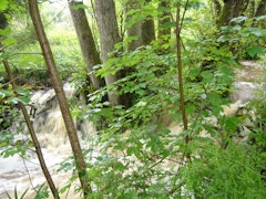 Forêt de Sadirac