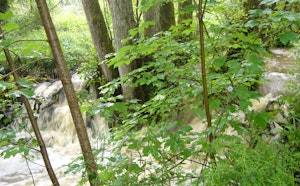 Forêt de Sadirac