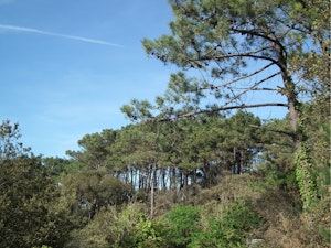 Forêt de Suzac